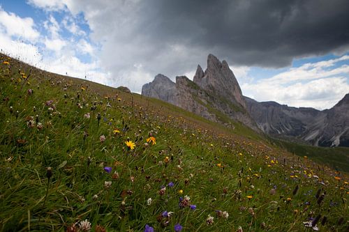 Alpen weide