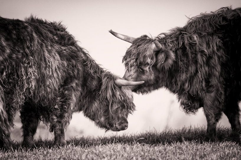 Scottish highlander black white by natascha verbij