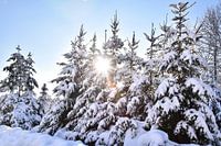 Besneeuwde bomen