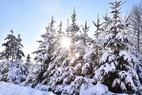 Arbres couverts de neige