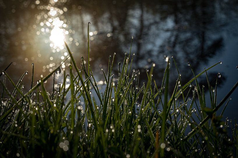 Tropfen an der Seite von Jeannette Fotografie