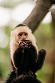 Capuchin monkey with lychee by Dominique Rörtgen Fotografie