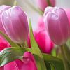 Tulpen op zijn best in het roze van Jolanda de Jong-Jansen
