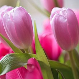 Les tulipes à leur apogée en rose sur Jolanda de Jong-Jansen