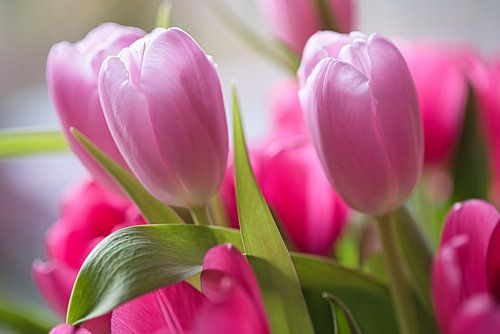 Les tulipes à leur apogée en rose