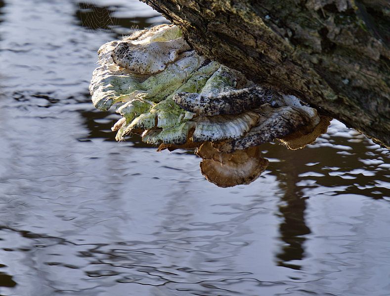 hanging fungus by joyce kool