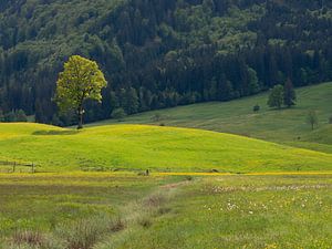 Einzelner Baum im Licht