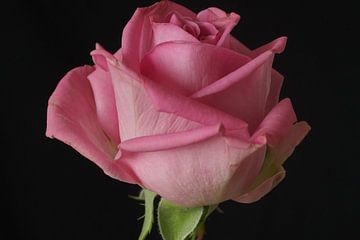 Roze roos van Bennie Eenkhoorn