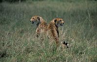 2 Leopards par Hein de Vries Aperçu