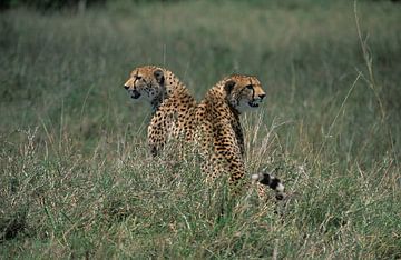 2 Leopards von Hein de Vries