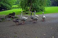  Goose walk through the park