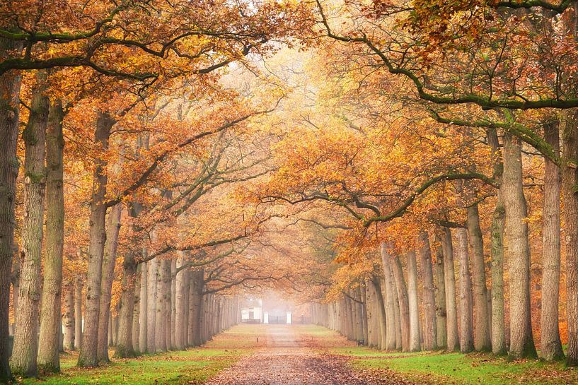 La saison de la beauté par Yen Do