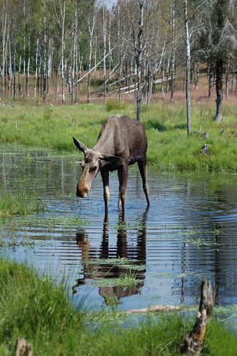 Eland in het water