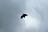Kraai in grauwe lucht