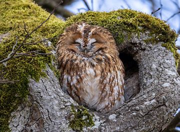 Tawny owl in roost by Manuel Weiter