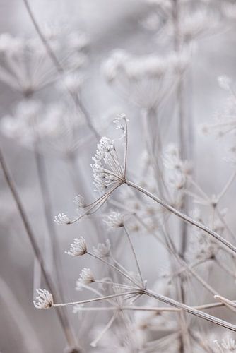 Frozen 6
