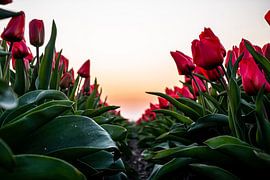 Von unten von Bernadette Alkemade