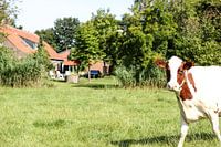Hollandse koe in de wei