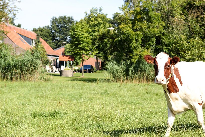 Hollandse koe in de wei von Erik Koks