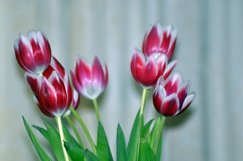 Tulipes par Jack Veraart