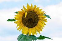 Zonnebloem