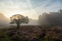 Misty Heather landscape at Zuiderheide, Netherlands