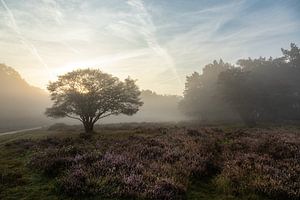 Mistige Heide landschap bij Zuiderheide