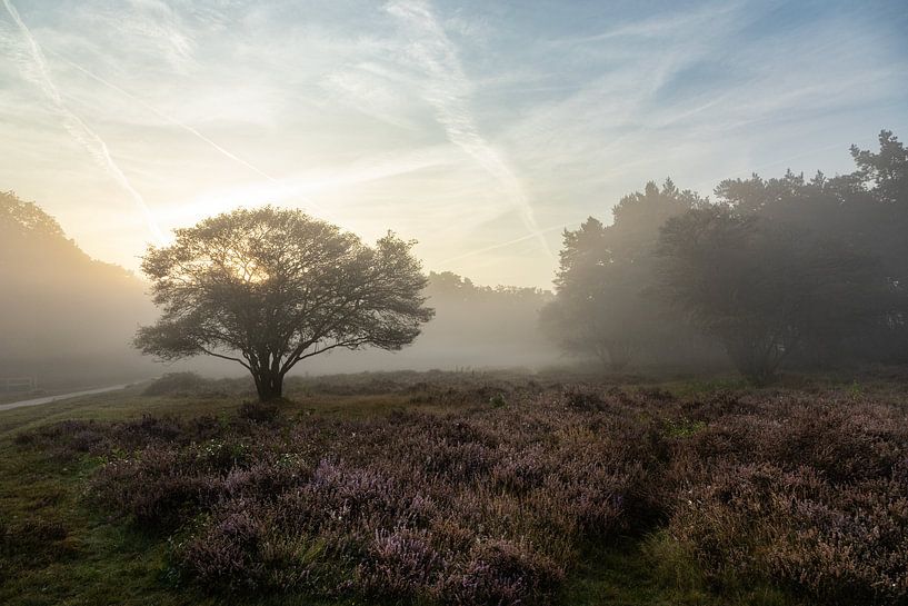 Paysage de brume à Zuiderheide, Pays-Bas par Marika Rentier