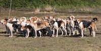 Jachthonden bij het NK Jachtpaarden 2019