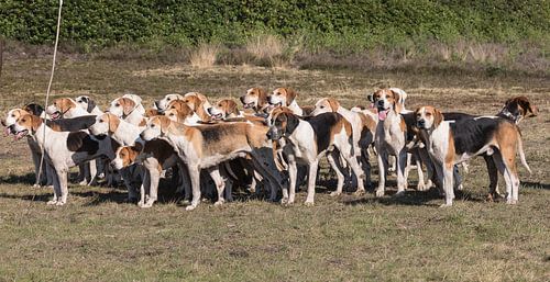 Jachthonden bij het NK Jachtpaarden 2019