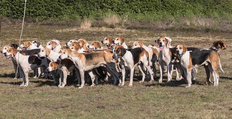 Jachthonden bij het NK Jachtpaarden 2019 von STEVEN VAN DER GEEST