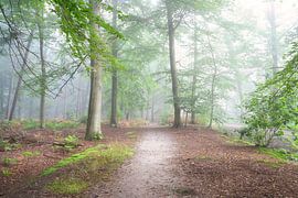 Forest and fog by Björn van den Berg