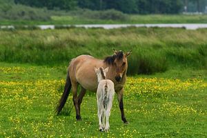 Paard met veulen  op Lentevreugd van Dirk van Egmond