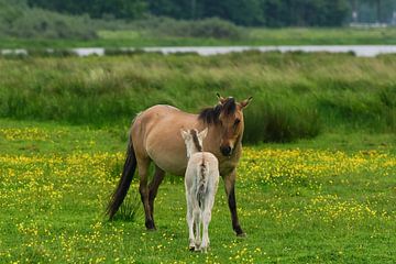 Paard met veulen  op Lentevreugd van Dirk van Egmond