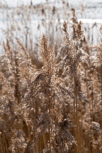 Delicate grasses on the shore of a lake