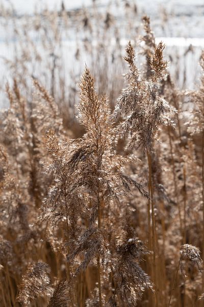 Herbe de la pampa au bord d&#039;un lac 3 par Adriana Müller