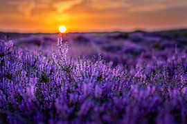 Blühendes Heidekraut auf Texel. von Justin Sinner Photography (Fotograf auf Texel)