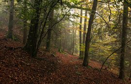 Forest Whispering: Autumn magic in the Morning Mist by Hevonax Photography