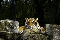 Tiger auf Felsen