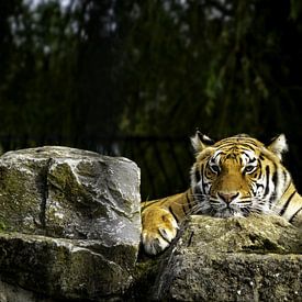tijger op rotsen van Esther Bax