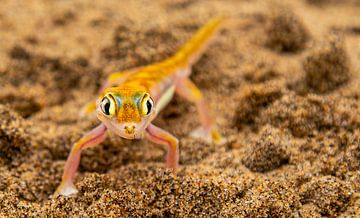Namibische gekko... Overlevingskunstenaars van de woestijn van Fototante