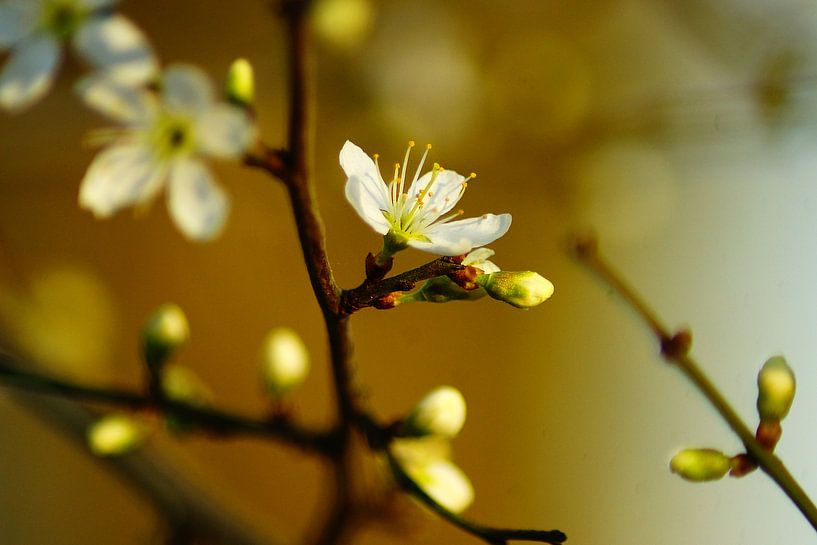 Blossom by Gerda Venema
