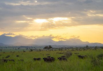 Buffels tijdens een safari in Kidepo, Oeganda van Teun Janssen