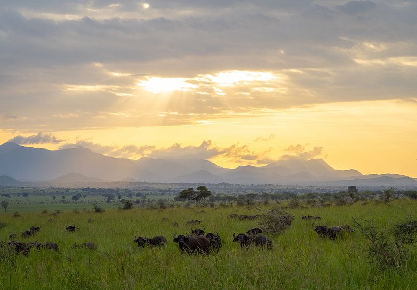 Buffle pendant un safari à Kidepo, en Ouganda. par Teun Janssen