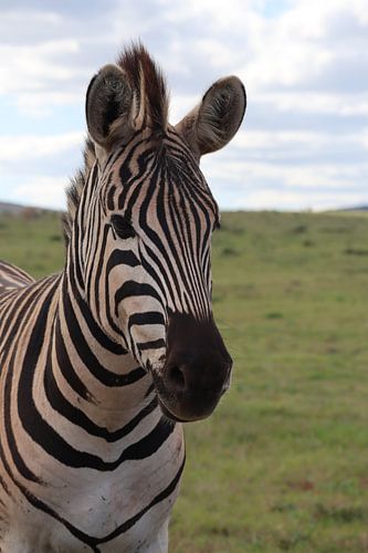 Zebra Südafrika