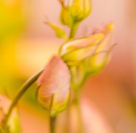 flower by Aimé de Clercq