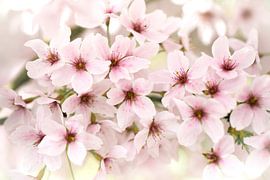 Roze Bloesem in de Lente