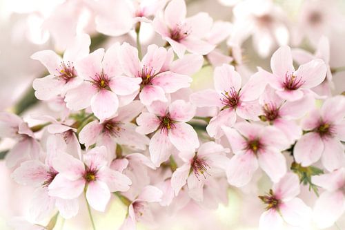 Roze Bloesem in de Lente