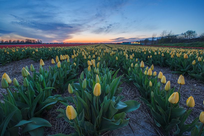 Tulpen bij zonsondergang van Thijs Friederich