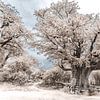 Baobab - Baum von Ursula Di Chito